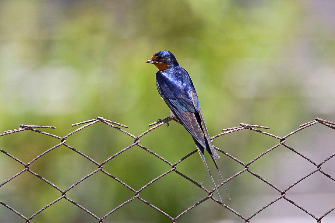 Barn swallow on garden fence (Hirundo rustica), Europe