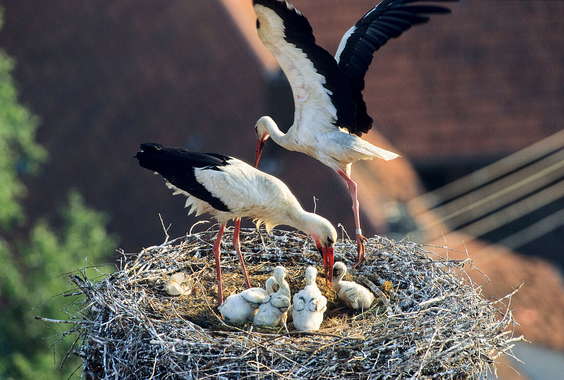 Weißstörche mit Jungen im Nest, Ciconia ciconia, Deutschland