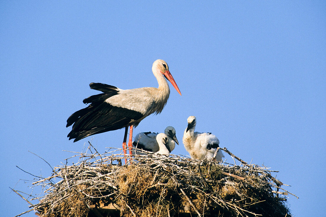 White stork with young in nest (Ciconia ciconia)