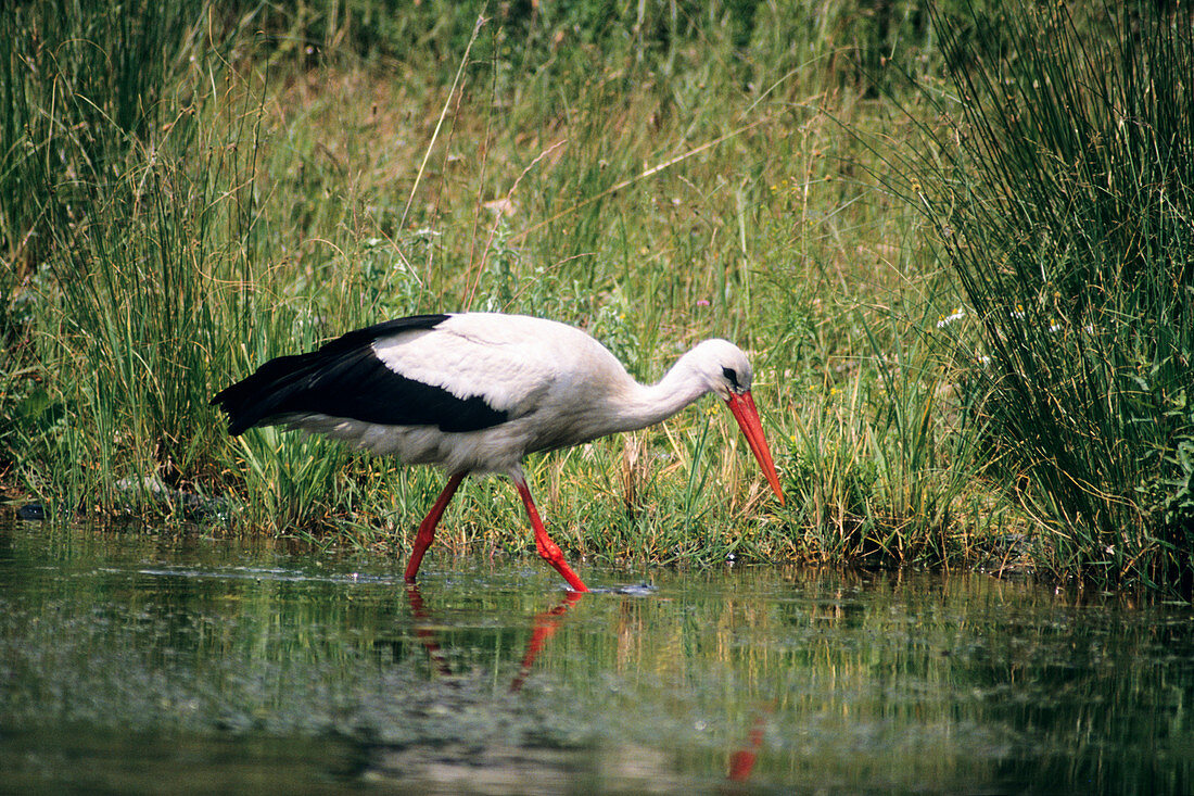 White Stork, Ciconia ciconia, foraging, Europe