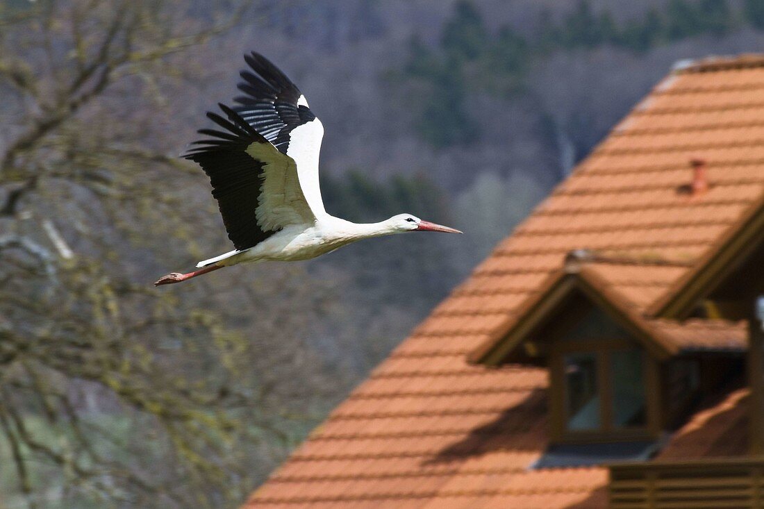 White Stork in flight over tiled roof, Ciconia ciconia, Europe