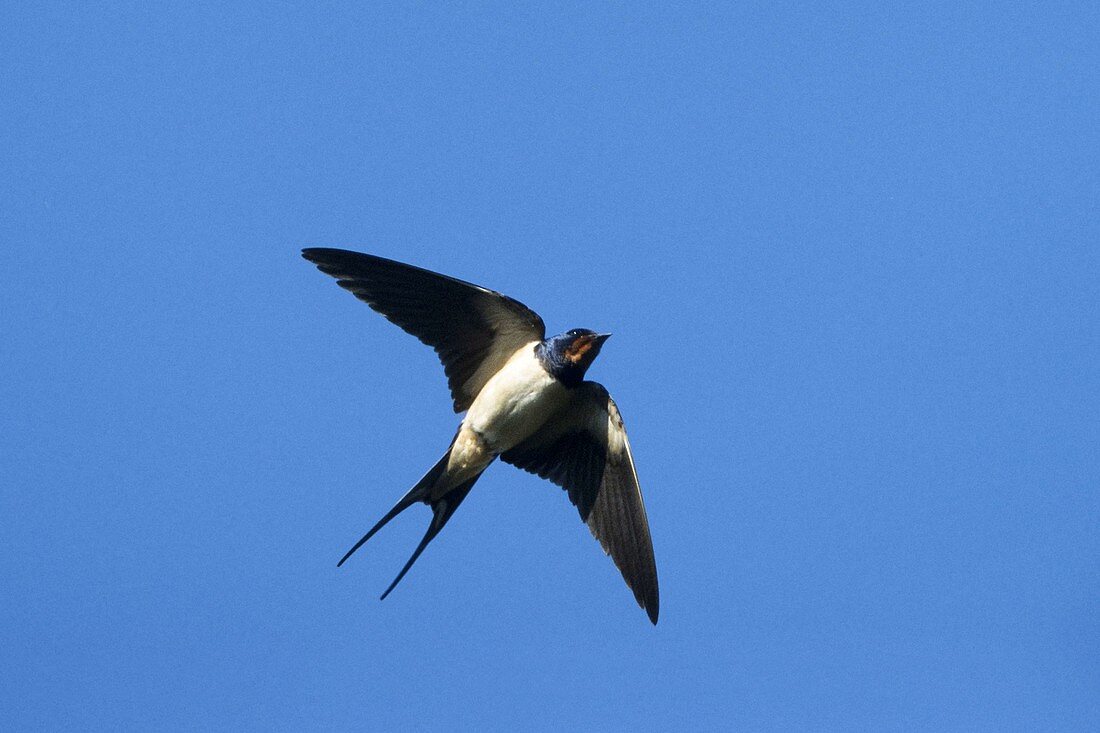 Barn swallow in flight (Hirundo rustica), Germany