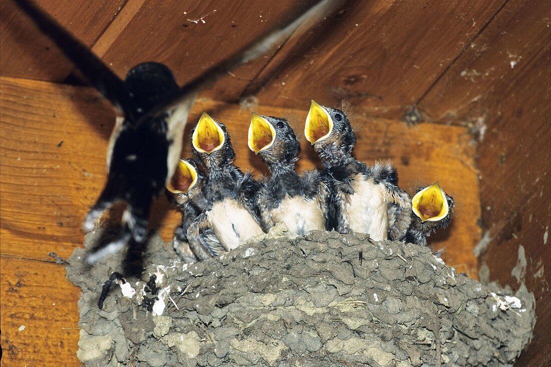 Young Swallows in the nest, Hirundo rustica, Greece, Europe
