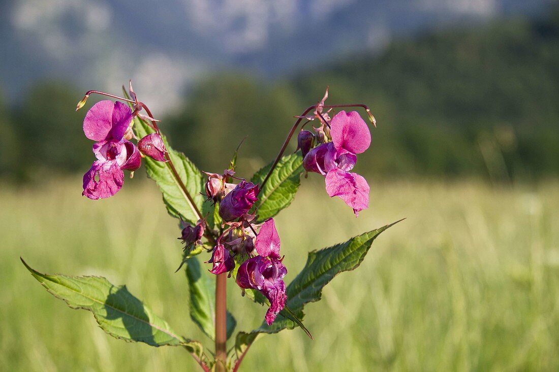 Impatiens glandulifera, Upper Bavaria, Germany