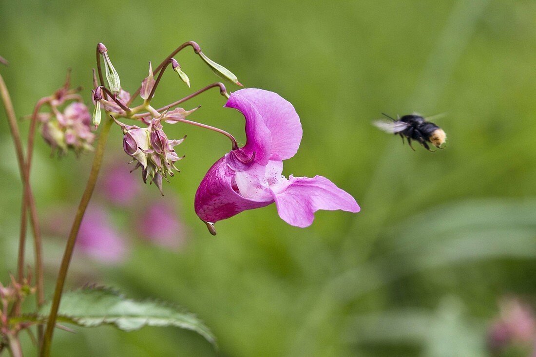 Impatiens glandulifera, Upper Bavaria, Germany