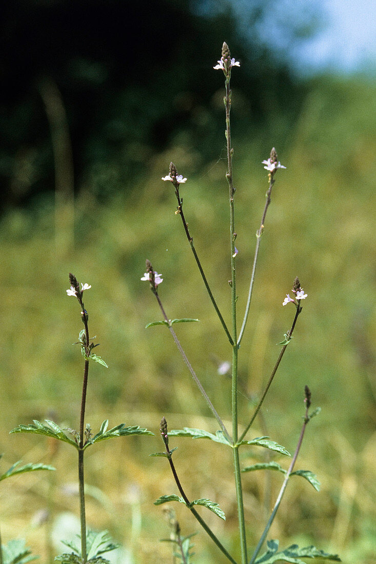 Eisenkraut, Verbena officinalis, Deutschland