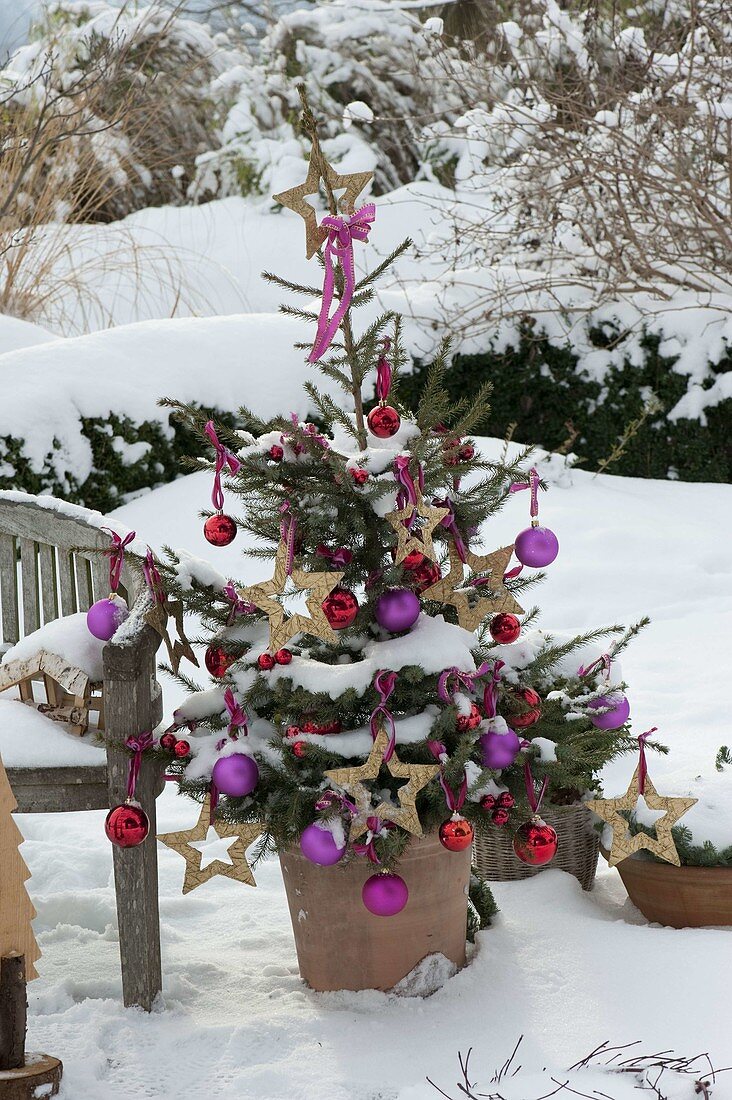 Picea (spruce) in a large tub decorated with red and purple baubles
