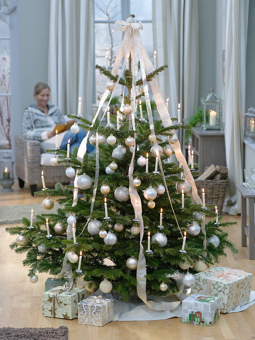 Abies nordmanniana (Nordmann fir) festively decorated