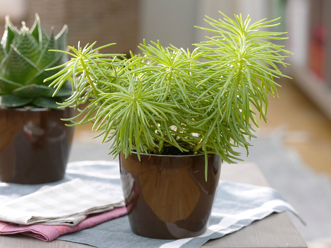 Senecio barbertonicus 'Himalaya' (Greengage, Ragwort)