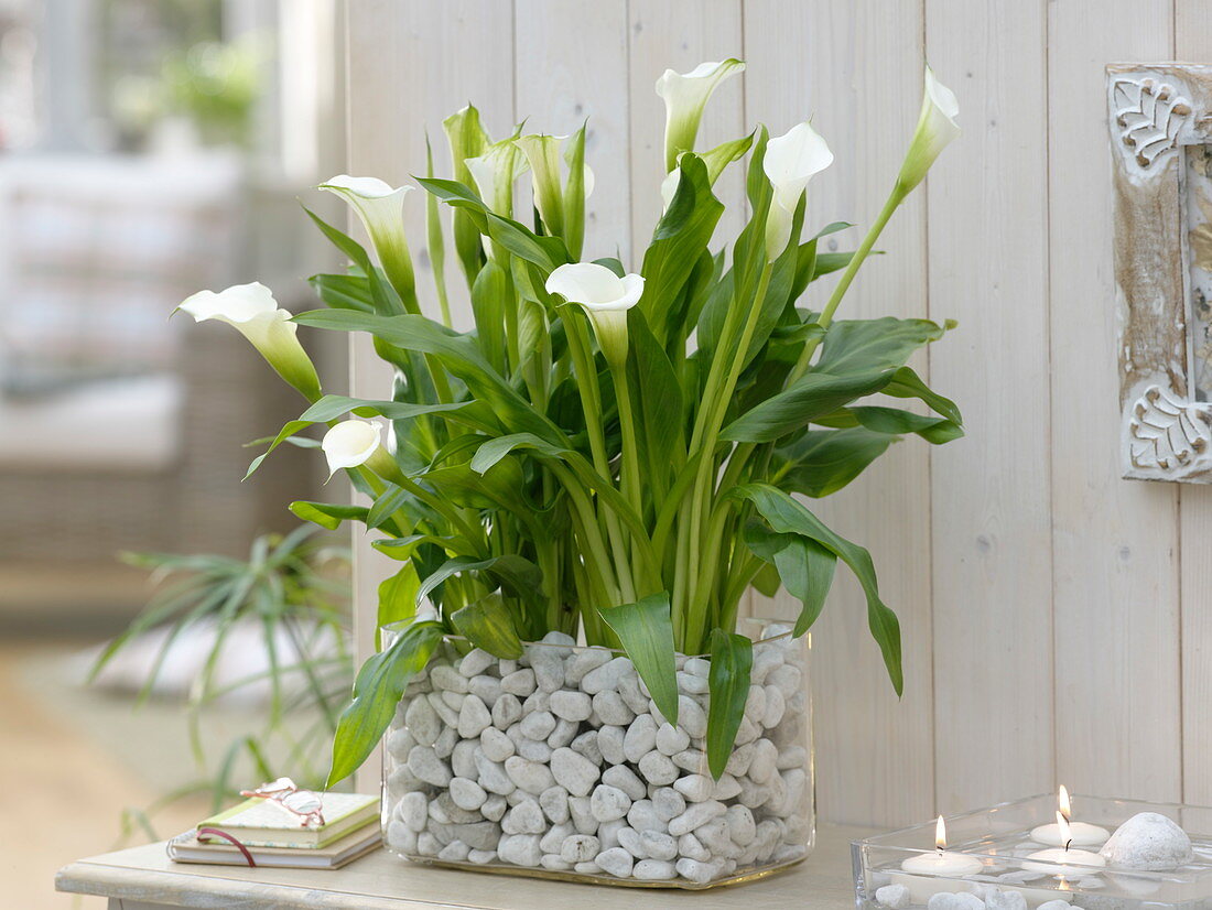 Zantedeschia 'Crystal Blush' (arum lily)