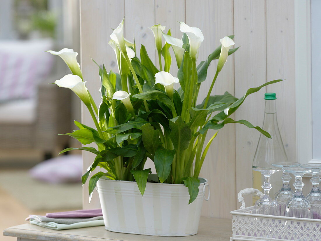 Zantedeschia 'Crystal Blush' in white metal bowl