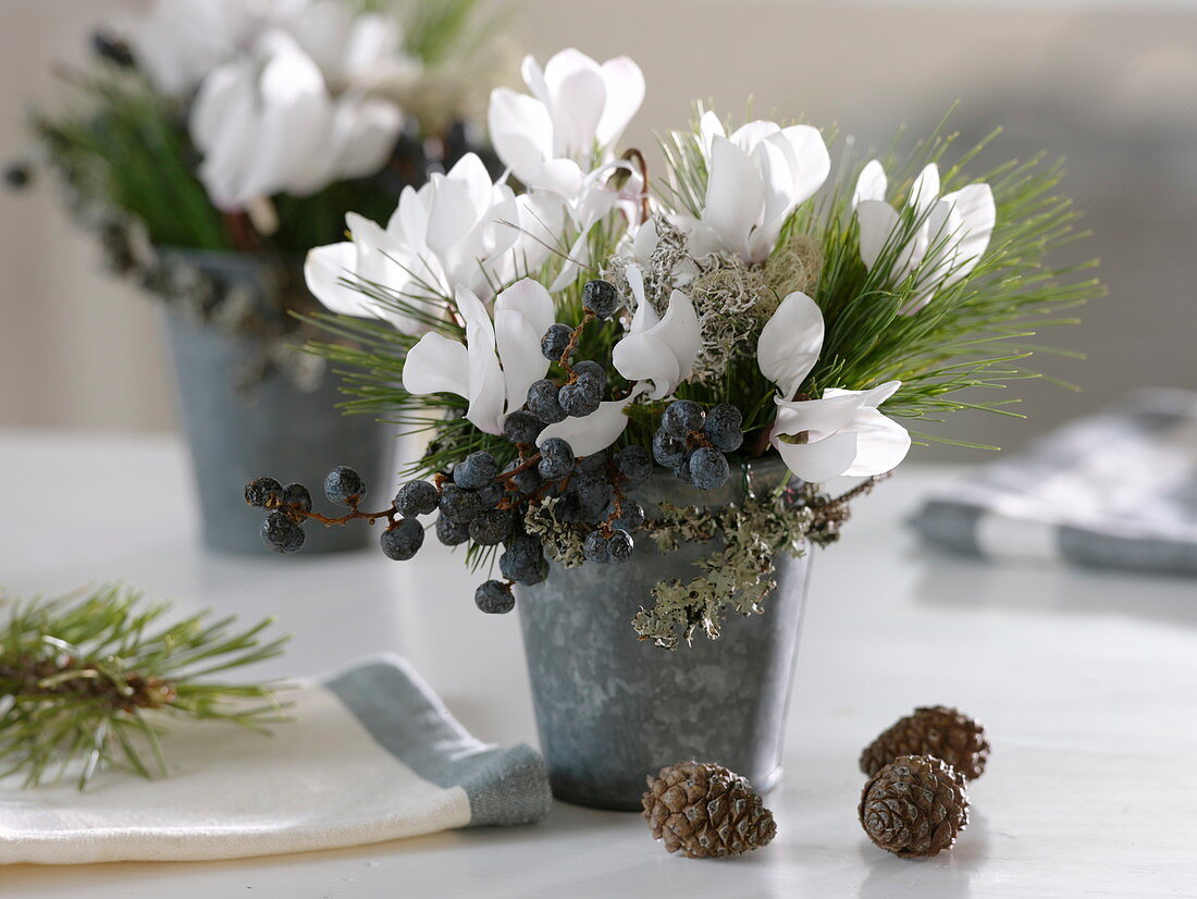 Sträuße aus Cyclamen (Alpenveilchen), Pinus (Kiefer), schwarzen Datteln