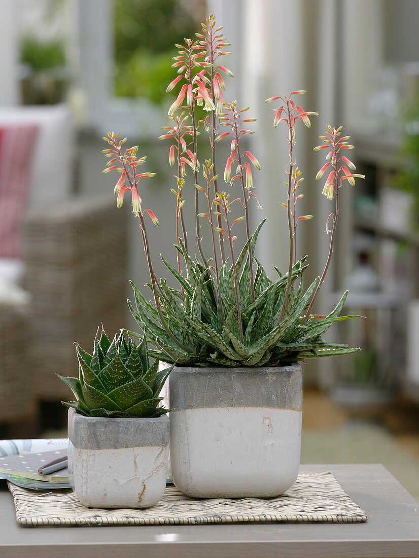 Aloe 'Cosmo' left, Aloe 'Fragili' flowering right