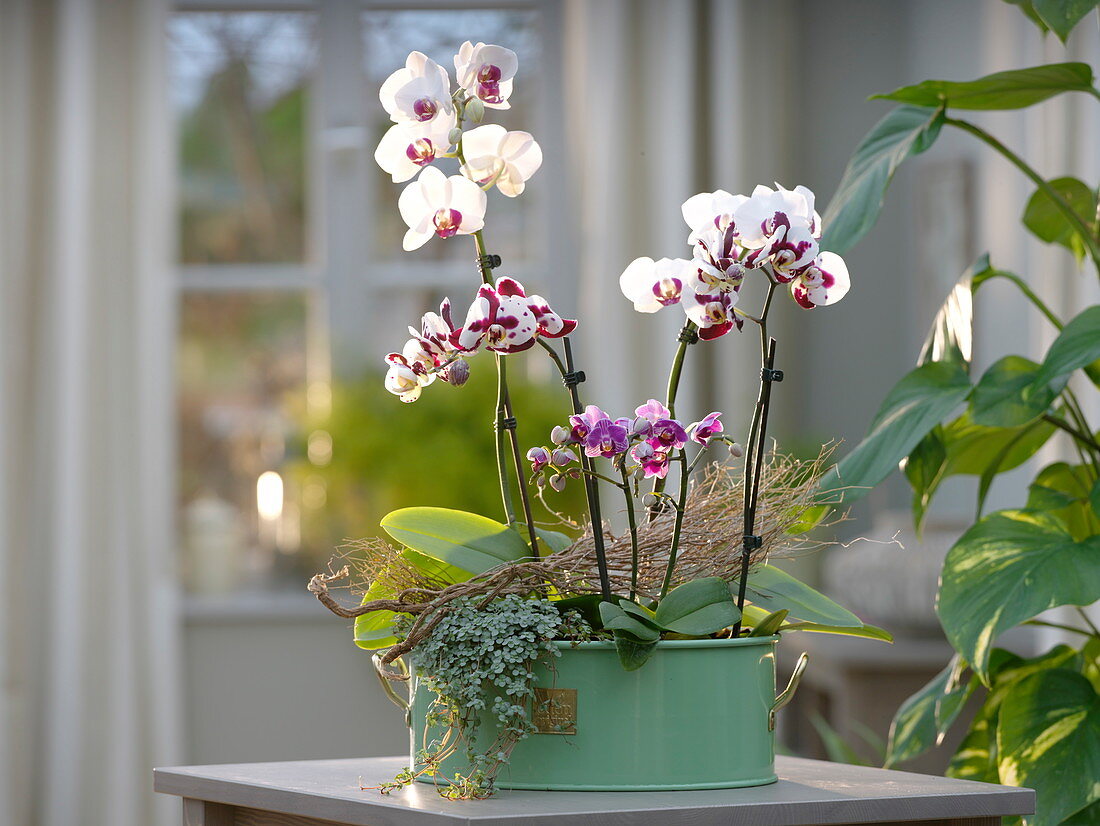 Phalaenopsis (Malay flower, butterfly orchid), Pilea