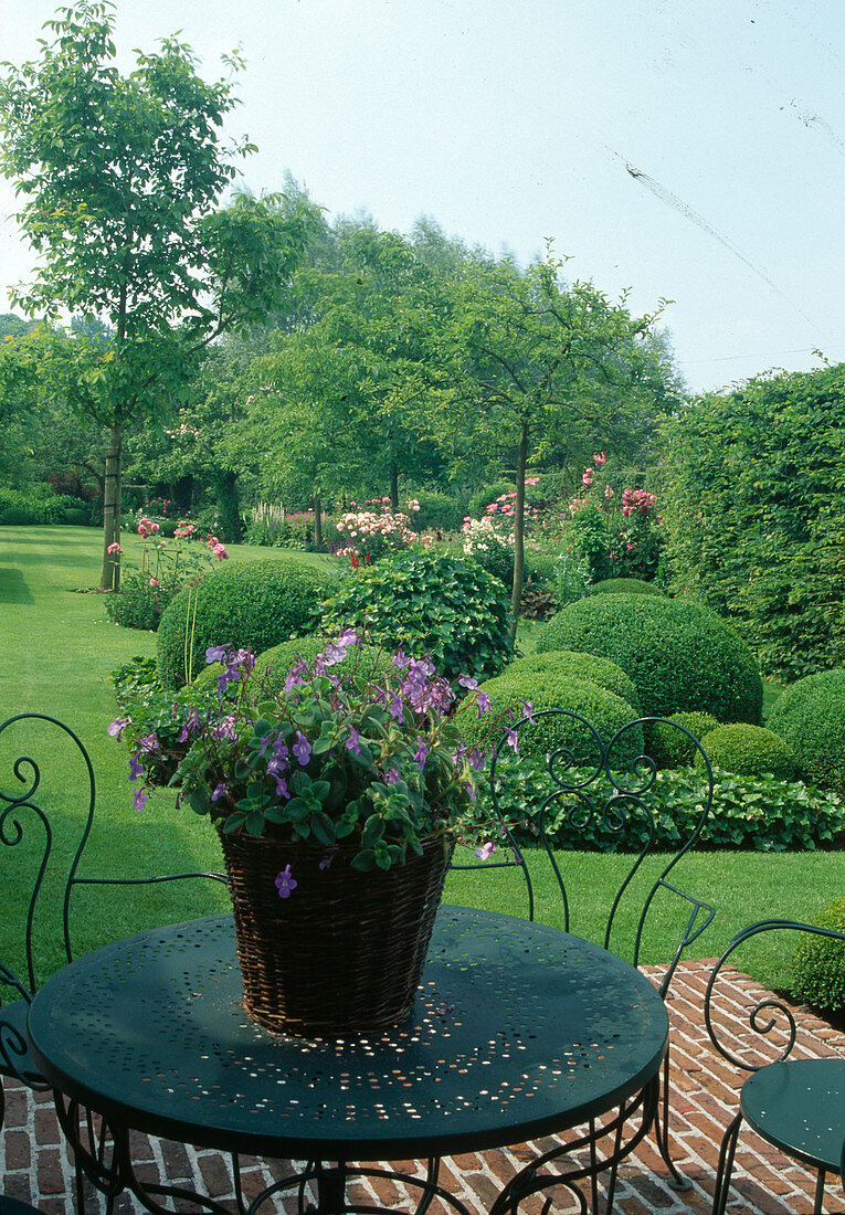 Formaler Garten mit Buxus (Buchs-Kugeln), Hedera helix (Efeu), Rosa (Rosen), Hecke, Laubbäumen, Rasen