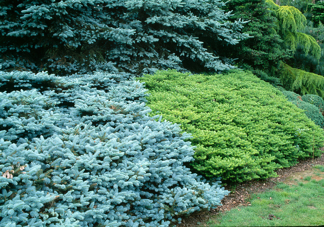 Picea pungens 'Koster' (Blaufichte), Abies koreana 'Green Carpet' (Kriechende Koreatanne)