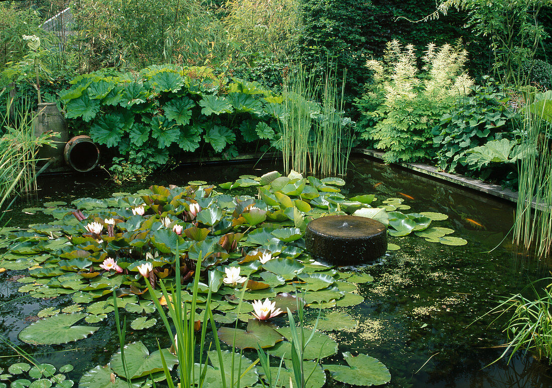 Architectural pond with Nymphaea (water lilies), millstone as source stone, Aruncus (honeysuckle), Darmera (shield leaf)