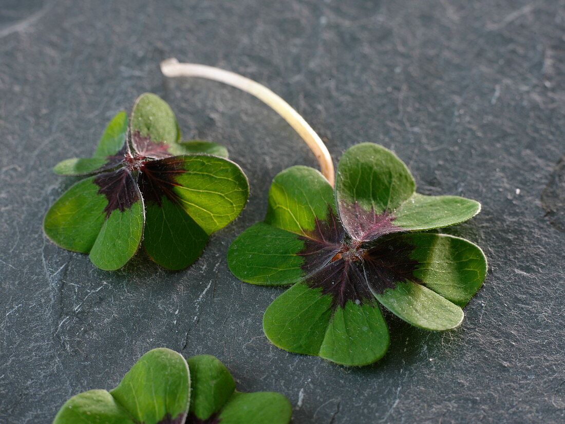 Leaves of Oxalis deppei (lucky clover)