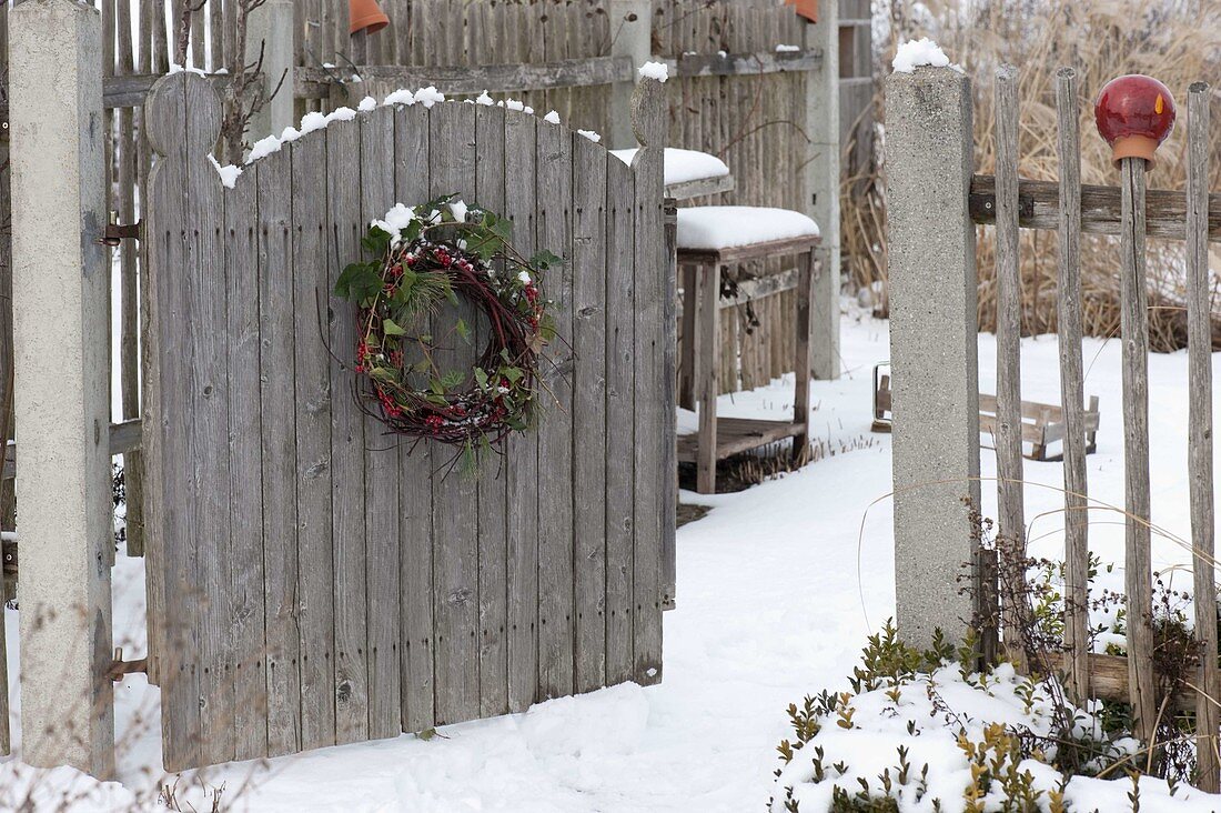 Garden gate with wreath of Cornus (dogwood), Ilex (holly) and Pinus