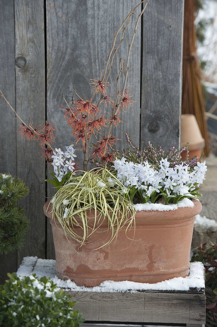 Terracotta - Schale mit Hamamelis 'Jelena' (Zaubernuss), Puschkinia