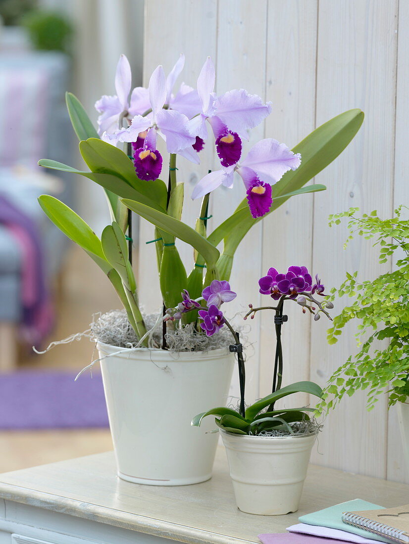 Cattleya trianae und Mini-Phalaenopsis