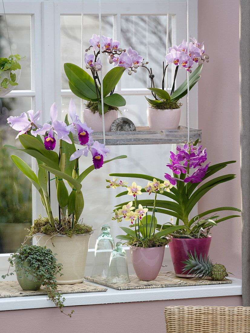 Orchideenfenster mit Cattleya trianae, Phalaenopsis 'Table Dance'