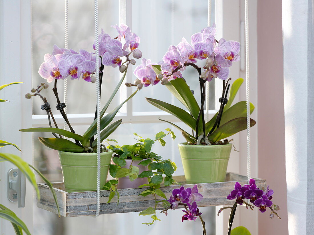 Orchid window: Phalaenopsis 'Table Dance' (Malay flower)