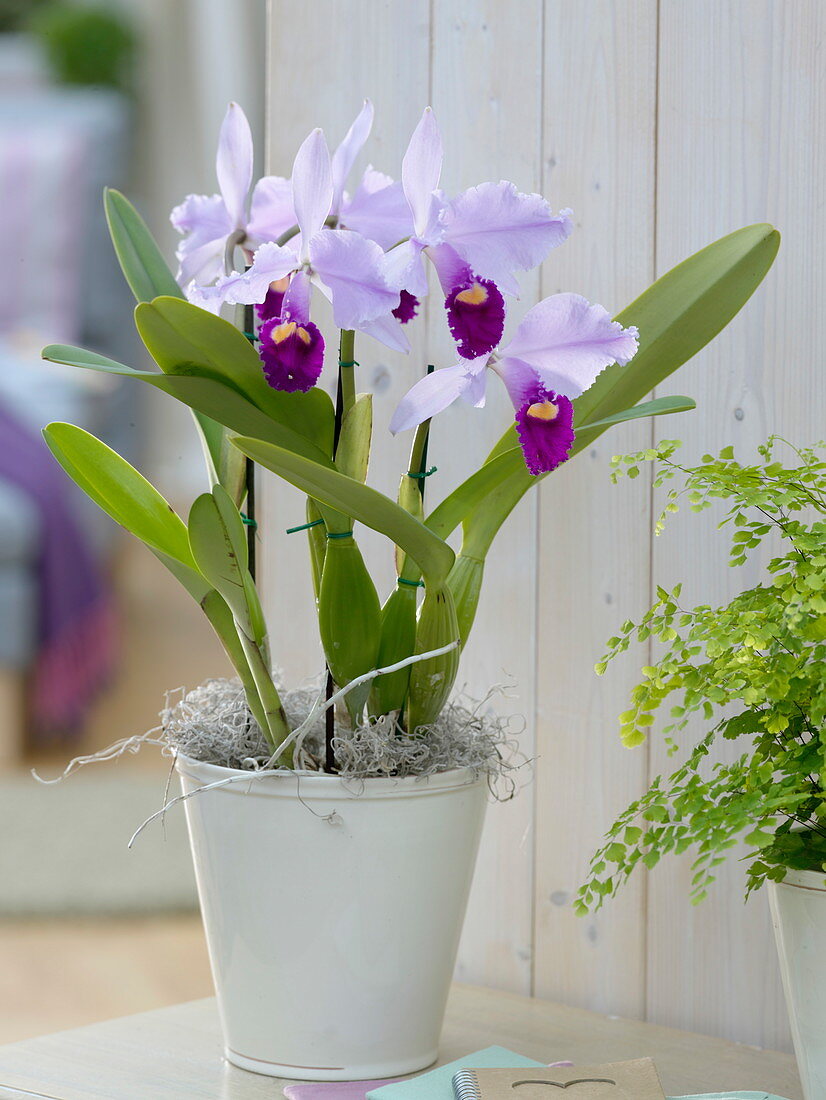 Cattleya trianae (Orchidee)