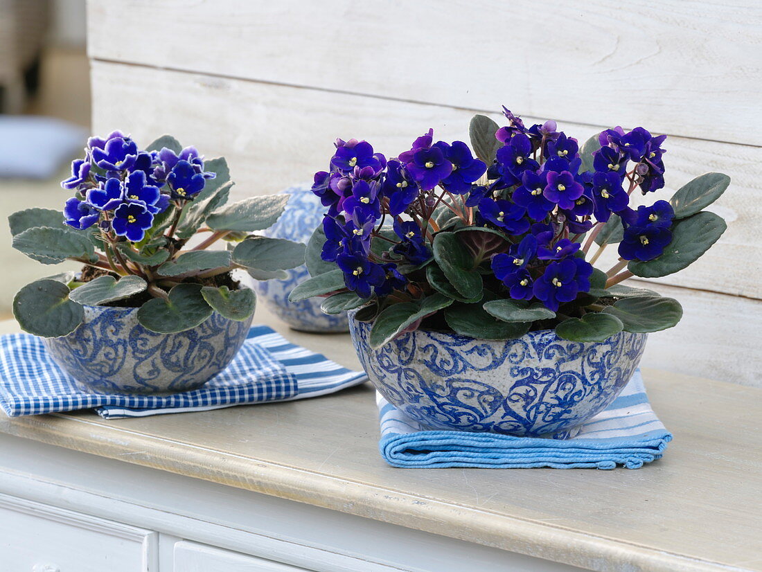 Saintpaulia Ionantha in blue and white ceramic bowls