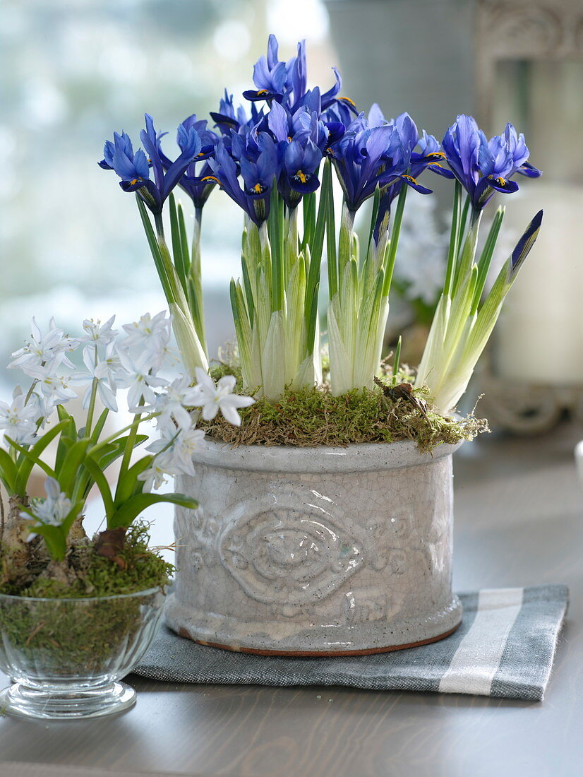 Grey pot with Iris reticulata (Netziris) and Puschkinia (Puschkinia)