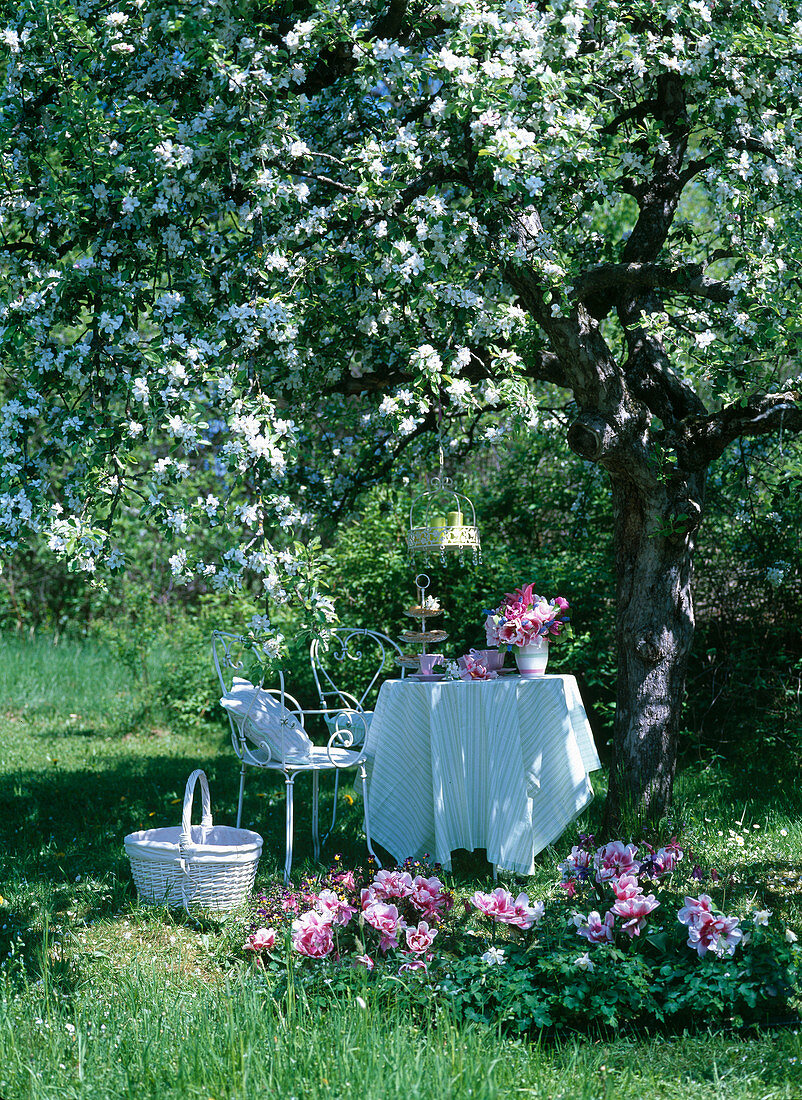 White metal seating group under flowering Malus (apple tree)