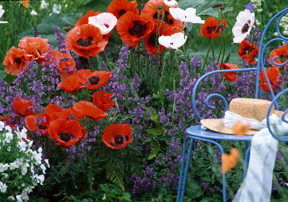 Papaver orientalis