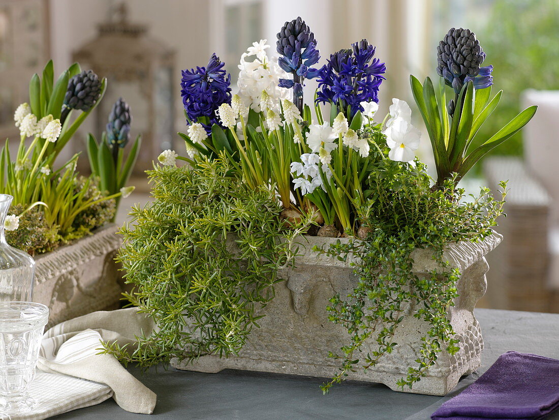 Hyacinthus (Hyacinths), Muscari 'White Magic' (Grape hyacinths)