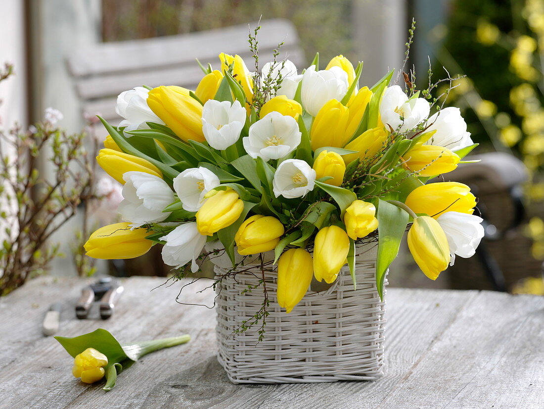 Weiß-gelber Strauß aus Tulipa 'Royal Virgin' 'Strong Gold' (Tulpen)