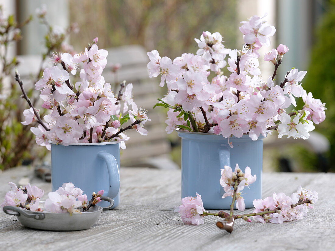 Flowering branches of Prunus dulcis (almond)