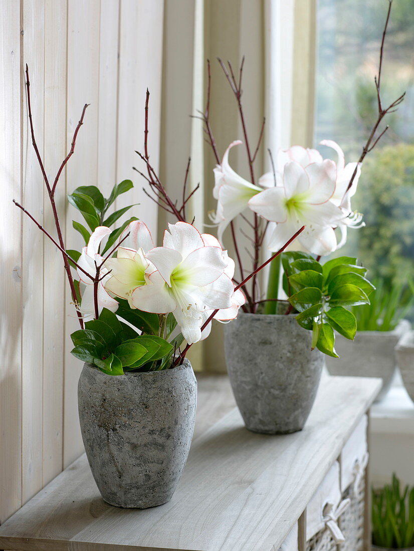 Blüten von Hippeastrum 'Picotee' (Amaryllis) mit Blättern von Zamioculcas