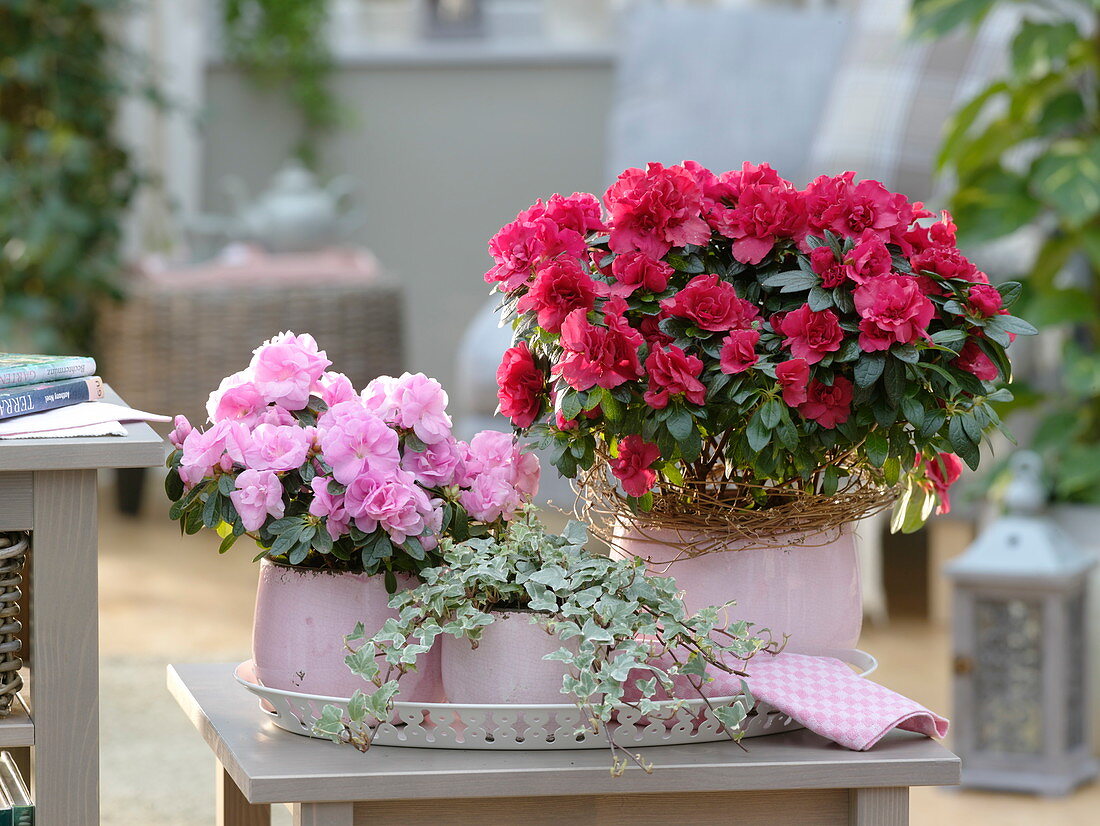 Rhododendron simsii in pink planters, Hedera