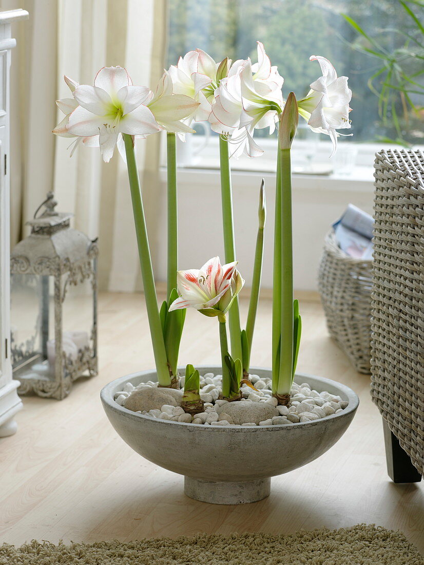 Hippeastrum 'Picotee Flaming Striped' (Amaryllis) in a shallow bowl