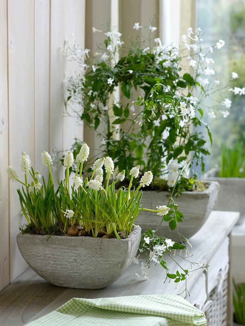 Muscari 'White Magic' and Jasminum polyanthum