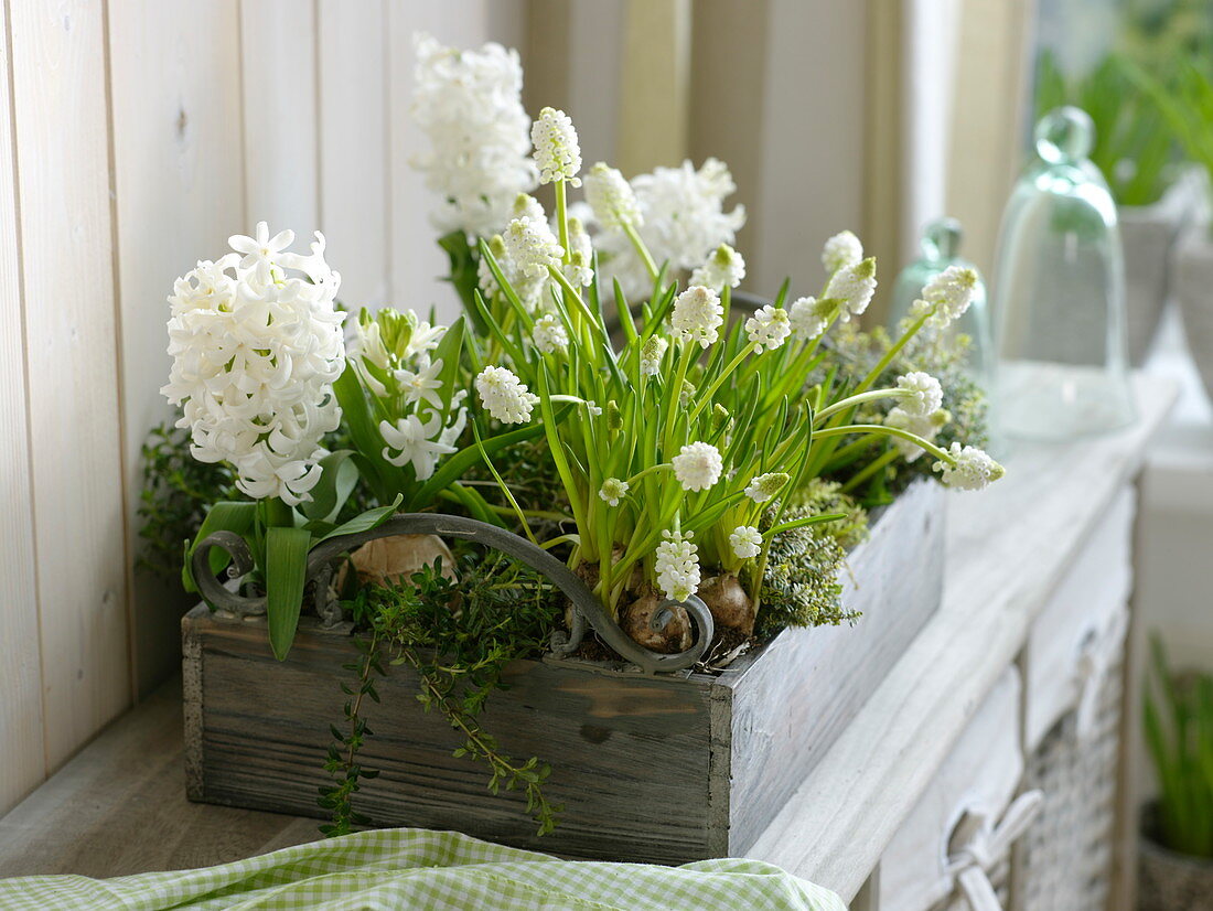 Hyacinthus (Hyacinths), Muscari 'White Magic' (Grape hyacinths)