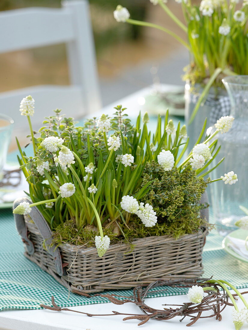 Weiße Frühlingsblüher und Kräuter als Tischdeko