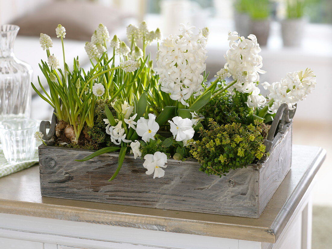 White spring bloomers planted in wooden box