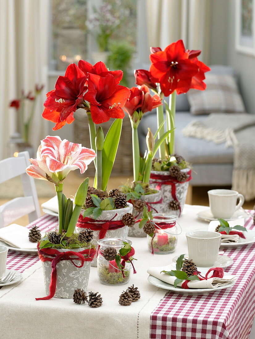 Red-white amaryllis, table decoration