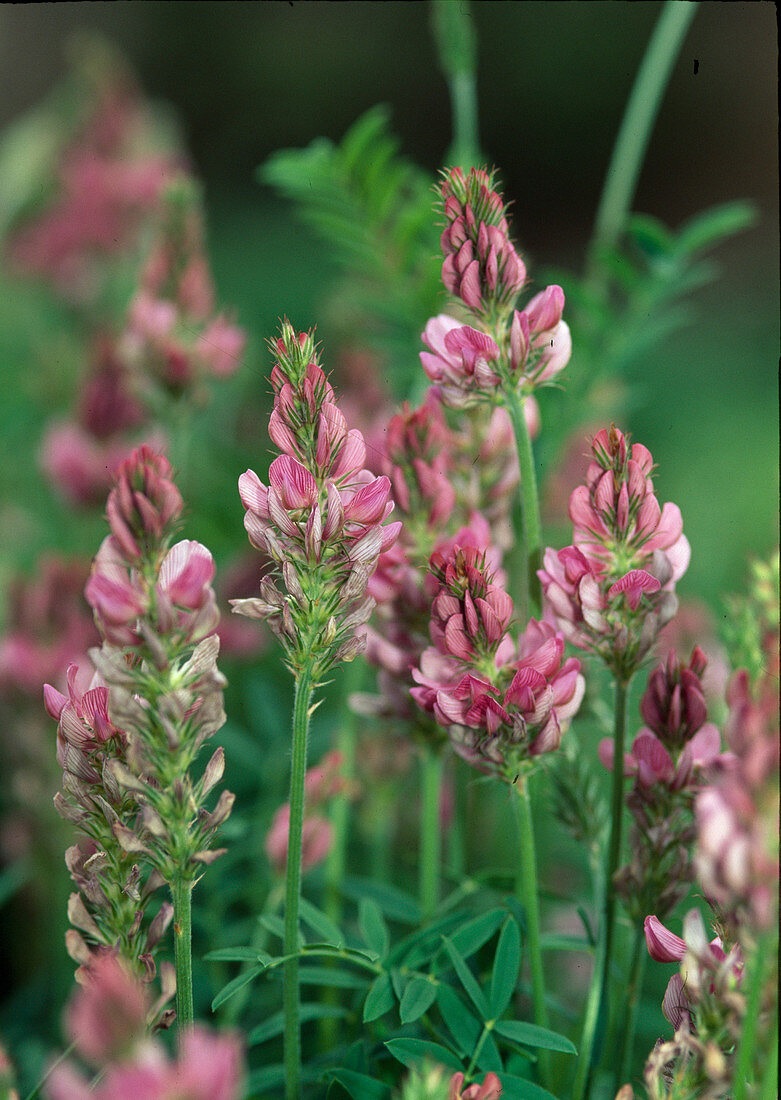 Onobrychis viciifolia (Seed - Sainfoin)