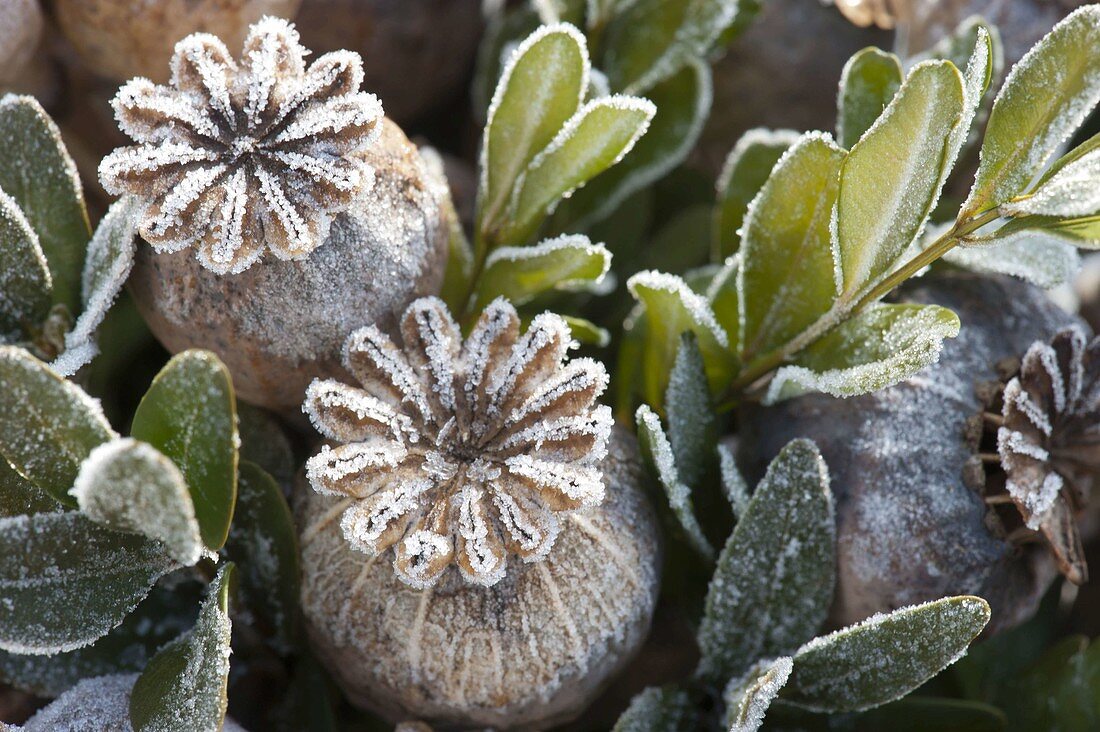 Frozen papaver (poppy) and buxus (boxwood) fruit stands