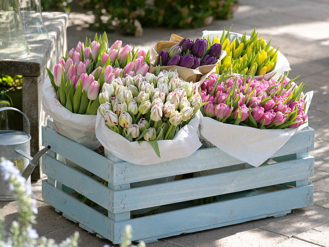 Box with Tulipa 'Dynasty' Pink, 'Black Hero' Purple, 'Strong Gold' Yellow