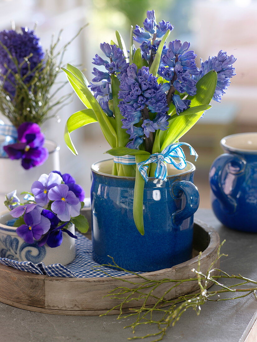 Bunch of hyacinth (hyacinth) in blue ceramic