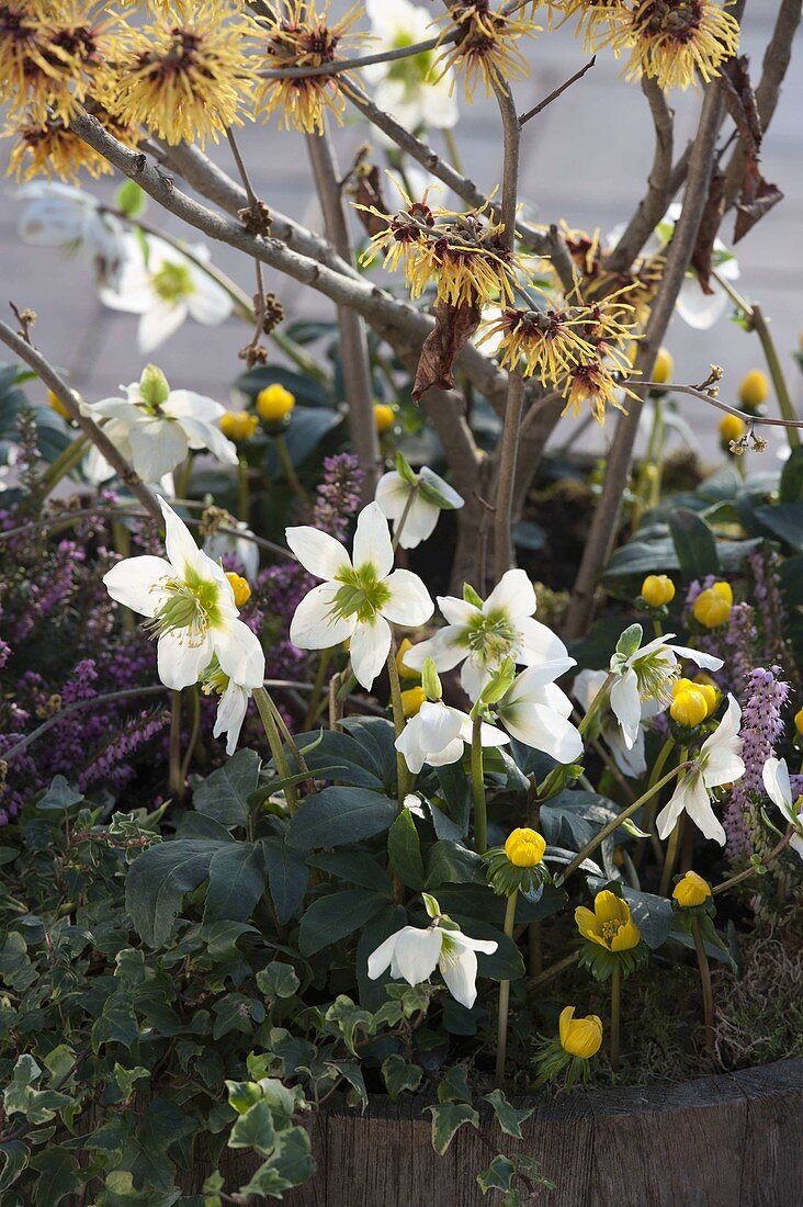 Helleborus niger (Christrose), Erica carnea (Schneeheide), Hamamelis