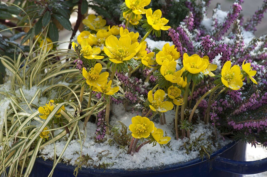 Eranthis (Wintercreeper), Erica carnea (Snow Heath), Carex 'Supergold'