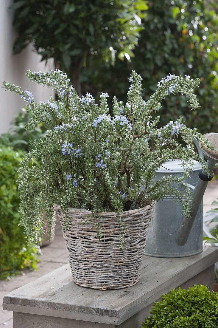 Flowering rosemary (Rosmarinus) in basket, watering can